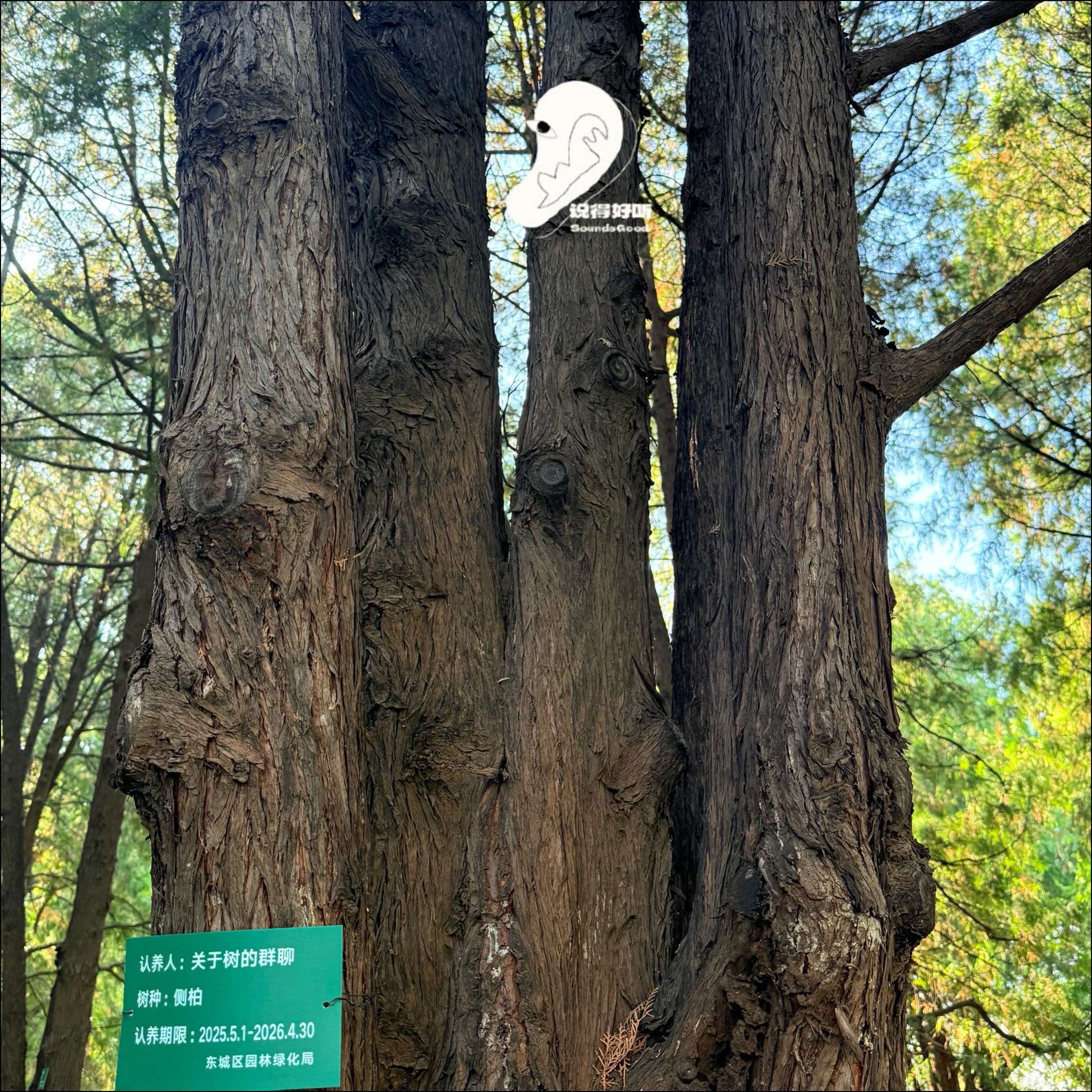 说得好听EP53-用一棵树作为锚点